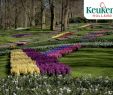 Jardin Keukenhof Beau Enjoy the Park Keukenhof Virtually Open