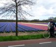 Jardin Keukenhof Beau Keukenhof Tulip Gardens In Netherlands • Swiss Family Fun