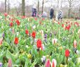 Jardin Keukenhof Beau Keukenhof Will Not Open On March 21 Teller Report