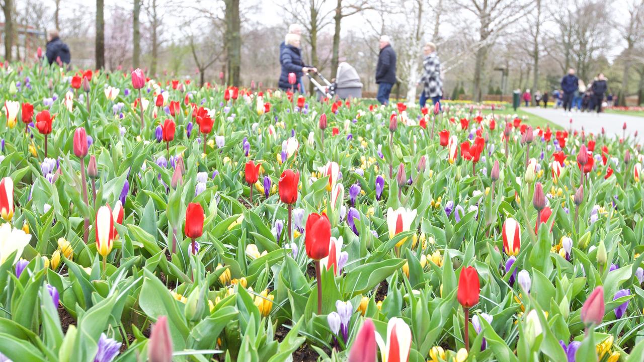 Jardin Keukenhof Beau Keukenhof Will Not Open On March 21 Teller Report