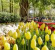 Jardin Keukenhof Best Of Amsterdam Keukenhof & Countryside Small Group tour