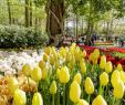 Jardin Keukenhof Best Of Amsterdam Keukenhof & Countryside Small Group tour