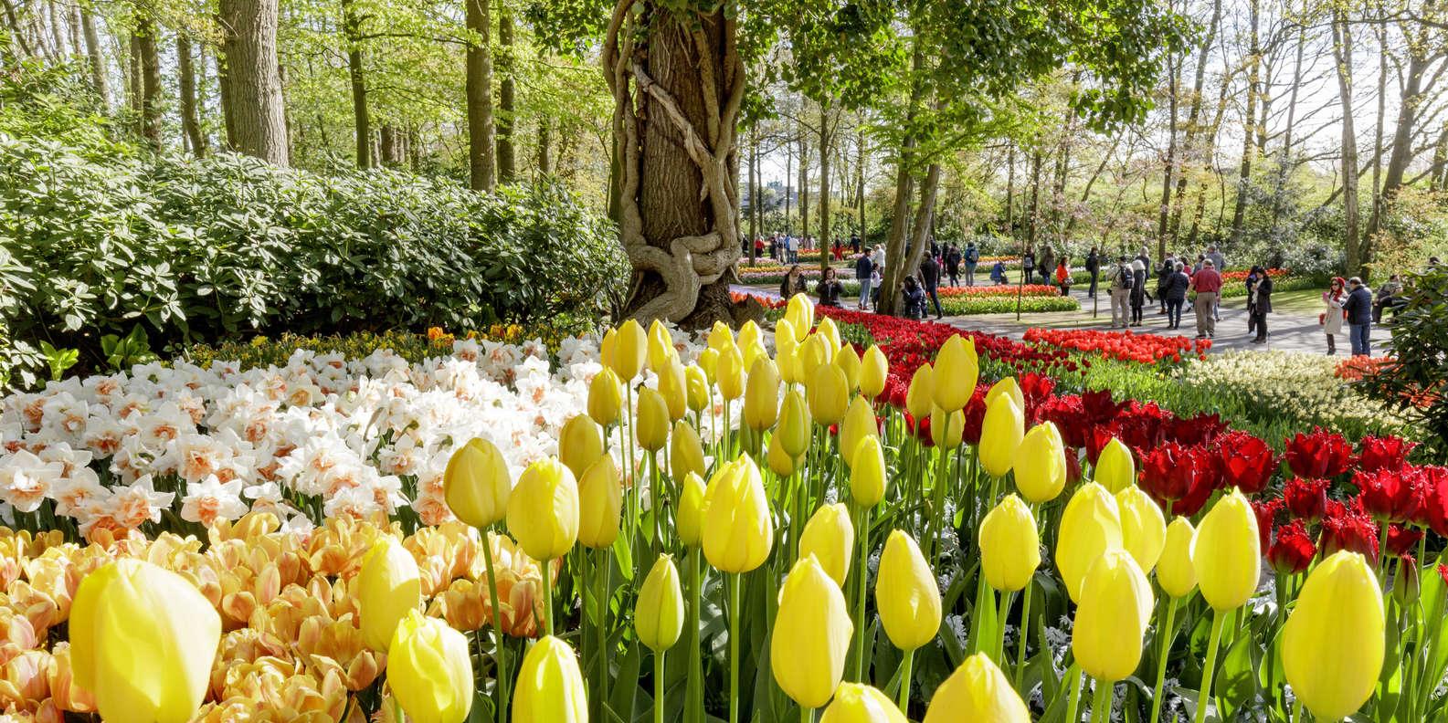 Jardin Keukenhof Best Of Amsterdam Keukenhof & Countryside Small Group tour