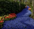Jardin Keukenhof Best Of Easter Tulip tourism Leads to Closed Roads and Overwhelmed