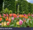 Jardin Keukenhof Best Of Field Of Tulips & Tulip Bed Keukenhof Gardens Spring