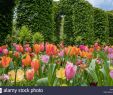 Jardin Keukenhof Best Of Field Of Tulips & Tulip Bed Keukenhof Gardens Spring