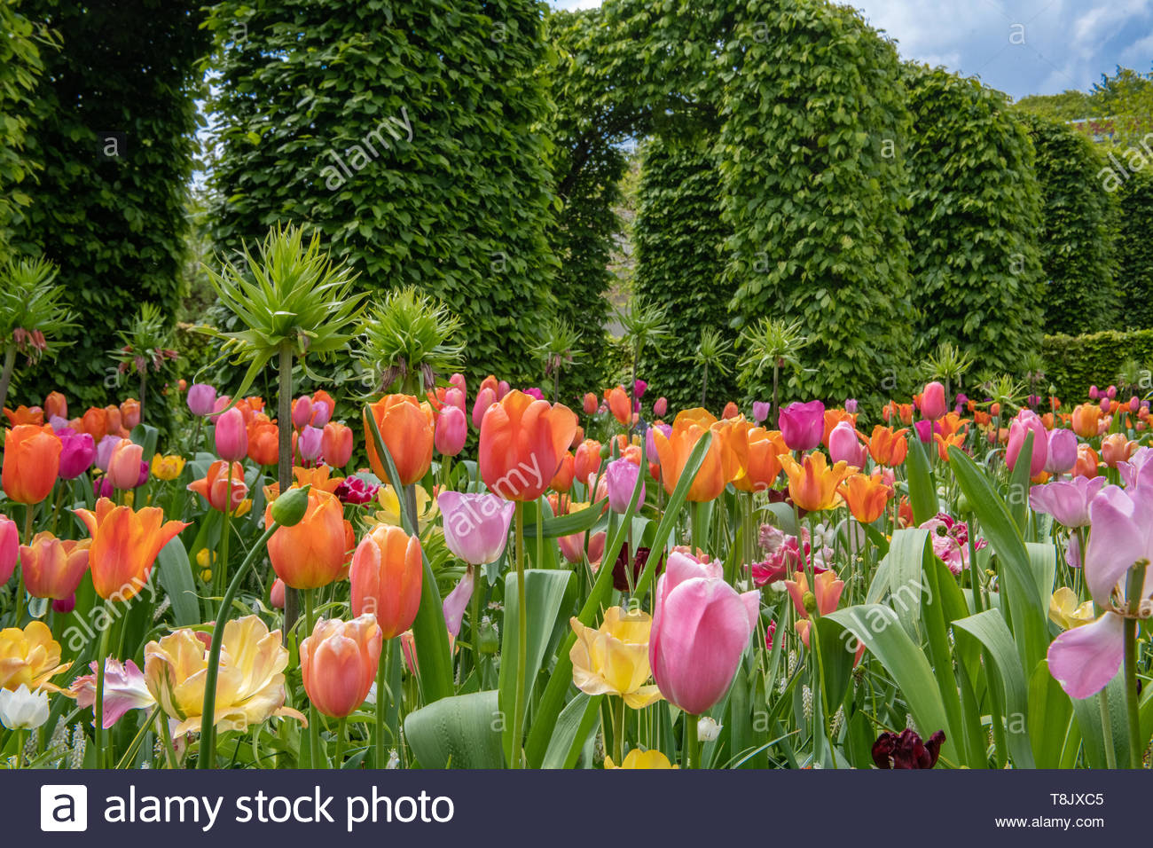 field of tulips tulip bed keukenhof gardens spring flowers in holland tulips in the netherlands tulipa species liliaceae family T8JXC5