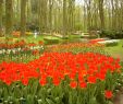 Jardin Keukenhof Best Of File Keukenhof Tulips Jpg Wikimedia Mons