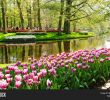 Jardin Keukenhof Best Of Keukenhof Lisse Image & Free Trial