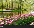 Jardin Keukenhof Best Of Keukenhof Lisse Image & Free Trial