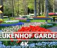Jardin Keukenhof Best Of Keukenhof Tulip Gardens In 4k Netherlands