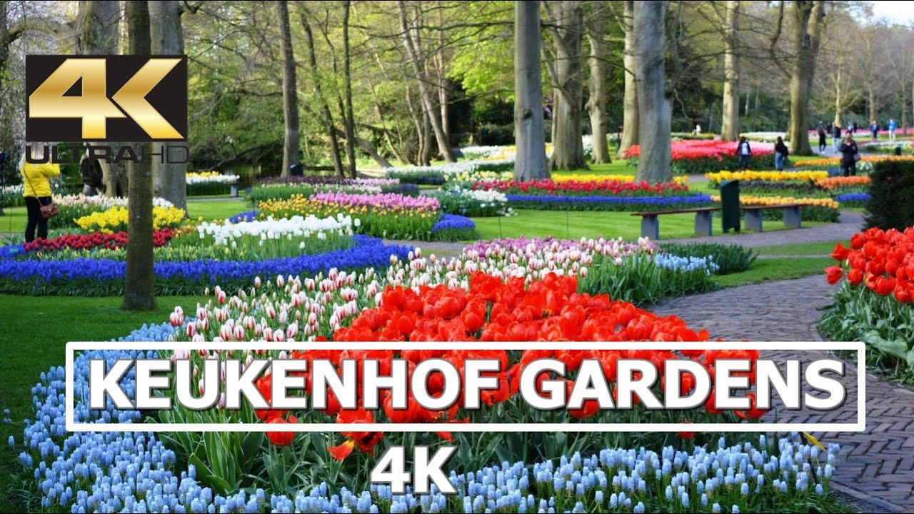 Jardin Keukenhof Best Of Keukenhof Tulip Gardens In 4k Netherlands