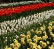 Jardin Keukenhof Best Of Lisse – Travel Guide at Wikivoyage