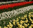 Jardin Keukenhof Best Of Lisse – Travel Guide at Wikivoyage