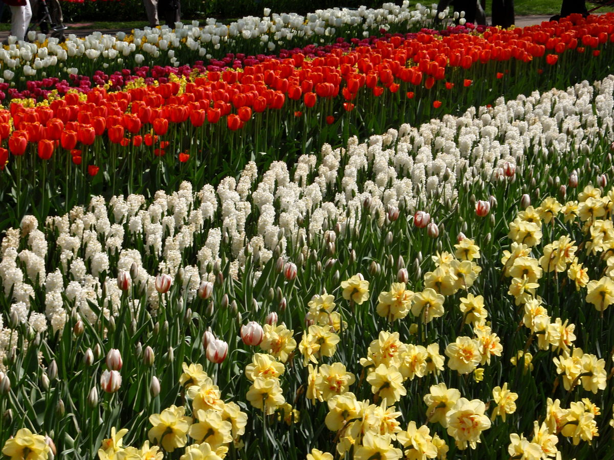 1200px Keukenhof floranta 38