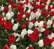 Jardin Keukenhof Charmant Keukenhof Lisse Netherlands Beautiful Tulips In Keukenhof