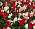 Jardin Keukenhof Charmant Keukenhof Lisse Netherlands Beautiful Tulips In Keukenhof
