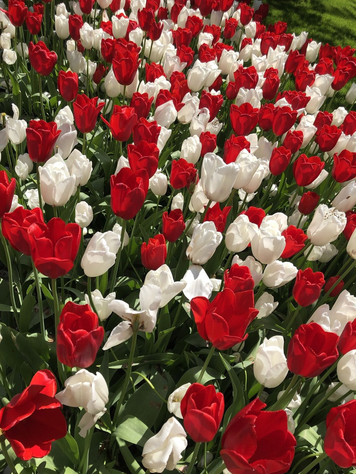 Jardin Keukenhof Charmant Keukenhof Lisse Netherlands Beautiful Tulips In Keukenhof