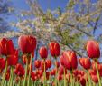 Jardin Keukenhof Charmant Keukenhof Virtual tours Bollenstreek