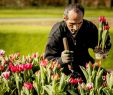 Jardin Keukenhof Charmant Spring Flowers now Blooming at Holland S Keukenhof Gardens