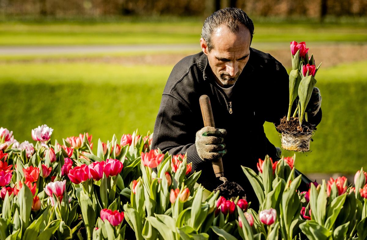 Jardin Keukenhof Charmant Spring Flowers now Blooming at Holland S Keukenhof Gardens