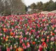 Jardin Keukenhof Charmant We Re In Keukenhof Gardens In Lisse Holland the World S In