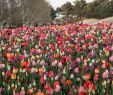 Jardin Keukenhof Charmant We Re In Keukenhof Gardens In Lisse Holland the World S In