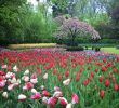 Jardin Keukenhof Élégant File Tulips and Tree at Keukenhof Gardens Wikimedia