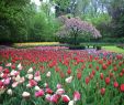 Jardin Keukenhof Élégant File Tulips and Tree at Keukenhof Gardens Wikimedia