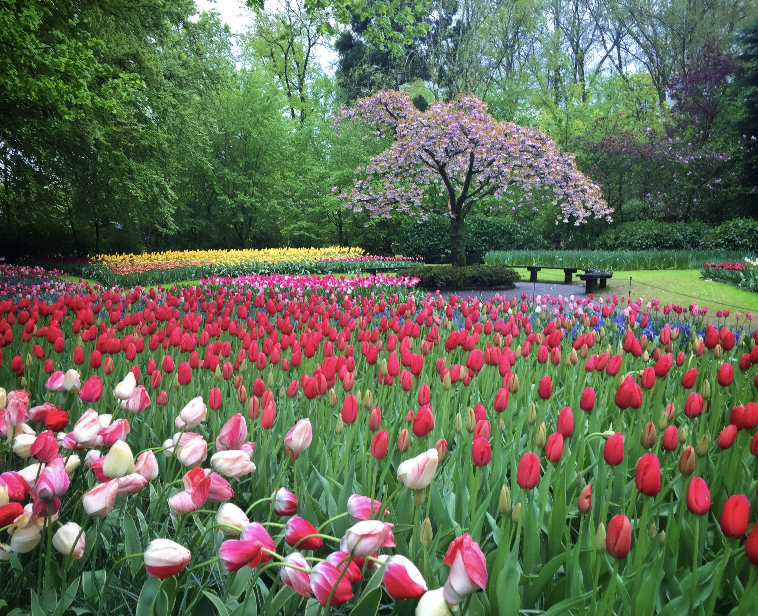 Tulips and tree at Keukenhof gardens