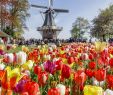 Jardin Keukenhof Élégant Guided Half Day tour to Keukenhof From Amsterdam Amsterdam