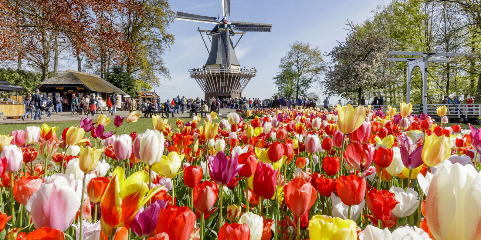 Jardin Keukenhof Élégant Guided Half Day tour to Keukenhof From Amsterdam Amsterdam