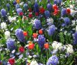 Jardin Keukenhof Élégant Hyacinths at Keukenhof Rotary Botanical Gardens