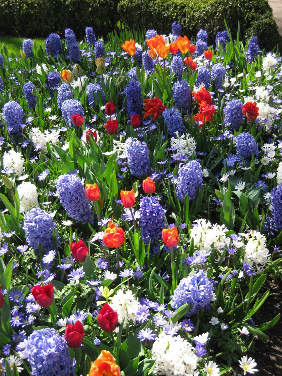 Jardin Keukenhof Élégant Hyacinths at Keukenhof Rotary Botanical Gardens