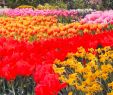 Jardin Keukenhof Élégant Keukenhof Lisse 2020 All You Need to Know before You Go