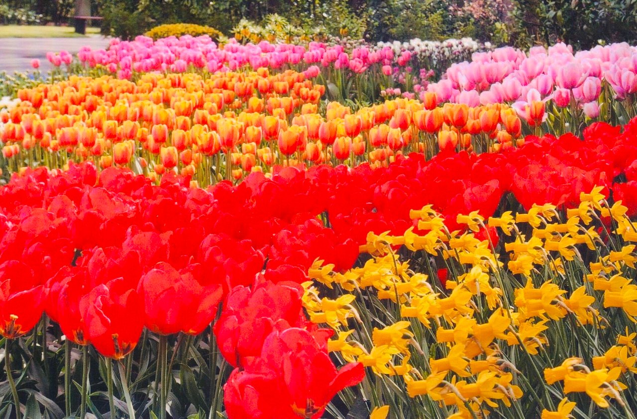 Jardin Keukenhof Élégant Keukenhof Lisse 2020 All You Need to Know before You Go