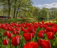 Jardin Keukenhof Élégant Keukenhof Virtually Open Keukenhof