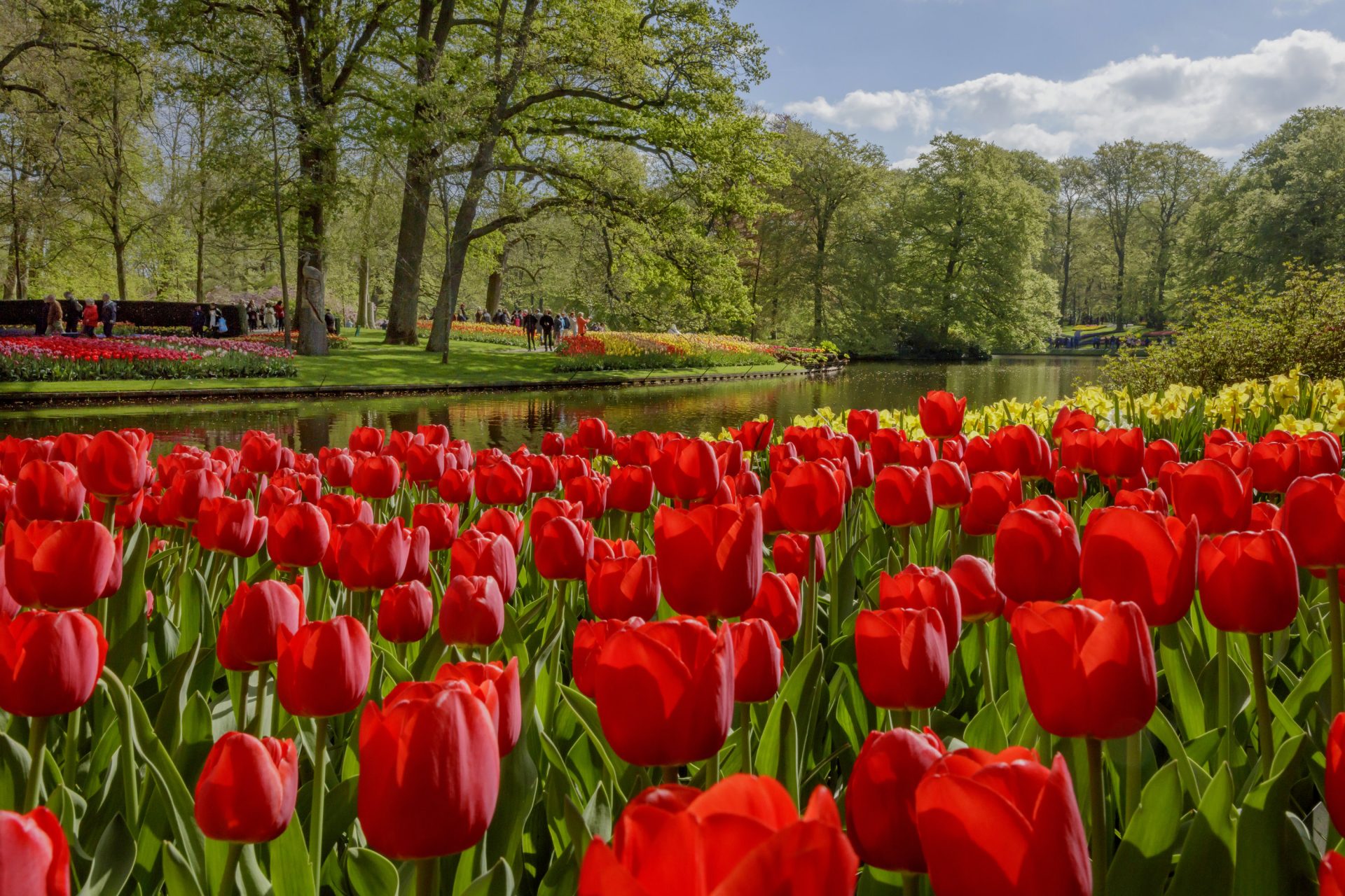 Jardin Keukenhof Élégant Keukenhof Virtually Open Keukenhof