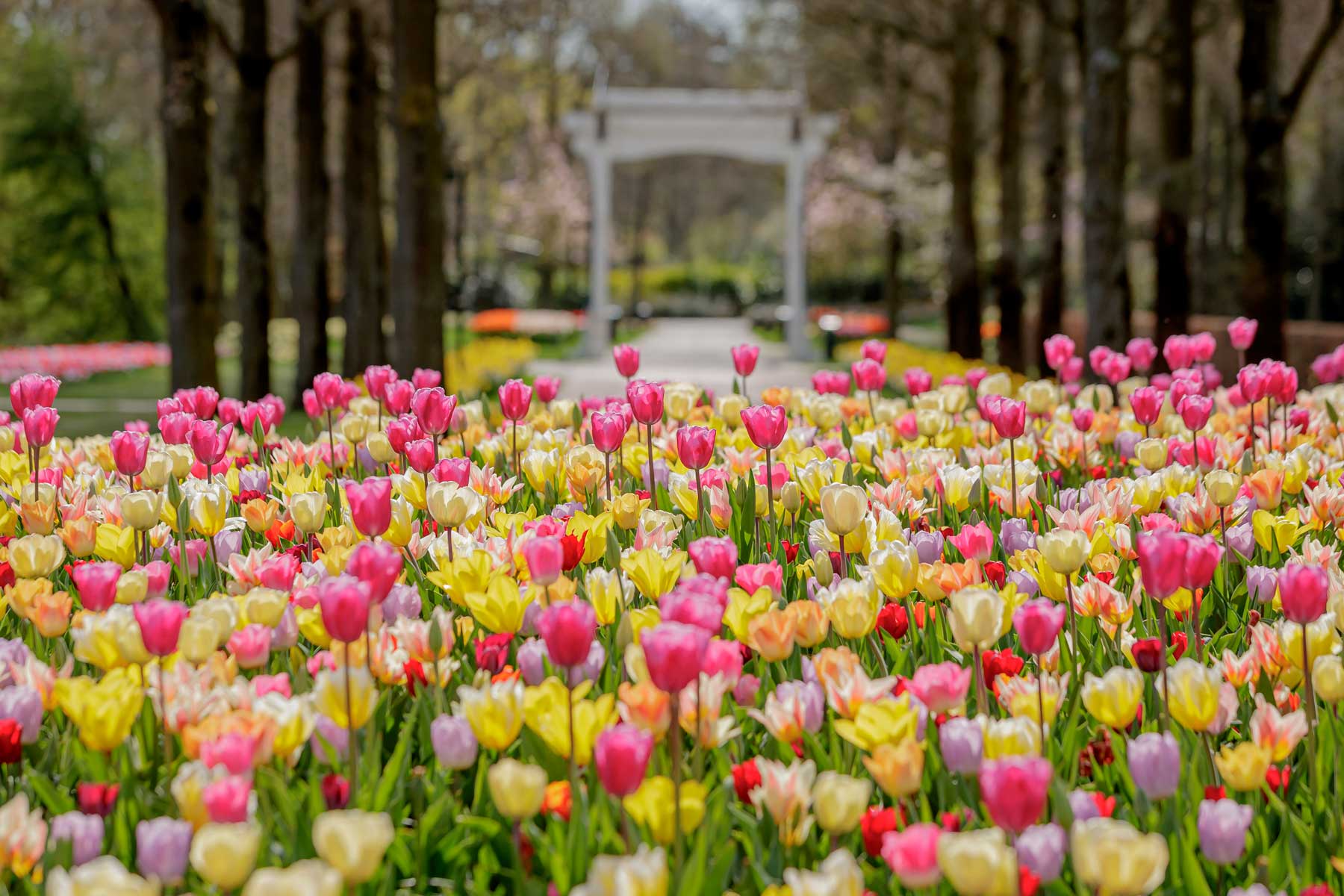 Jardin Keukenhof Élégant See the Tulips Bloom In the Netherlands Keukenhof Gardens