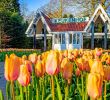 Jardin Keukenhof Frais 7 Million Tulips No tourists Dutch Icon Keukenhof Closed