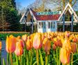 Jardin Keukenhof Frais 7 Million Tulips No tourists Dutch Icon Keukenhof Closed