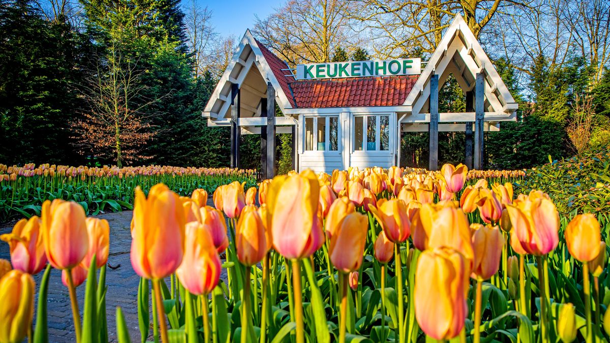 Jardin Keukenhof Frais 7 Million Tulips No tourists Dutch Icon Keukenhof Closed