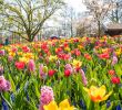 Jardin Keukenhof Frais De Keukenhof Lisse Flower Fields Flowers Amsterdam Editorial