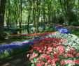 Jardin Keukenhof Frais Keukenhof