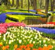 Jardin Keukenhof Frais Keukenhof Gardens and Tulip Fields tour From Amsterdam