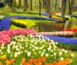 Jardin Keukenhof Frais Keukenhof Gardens and Tulip Fields tour From Amsterdam