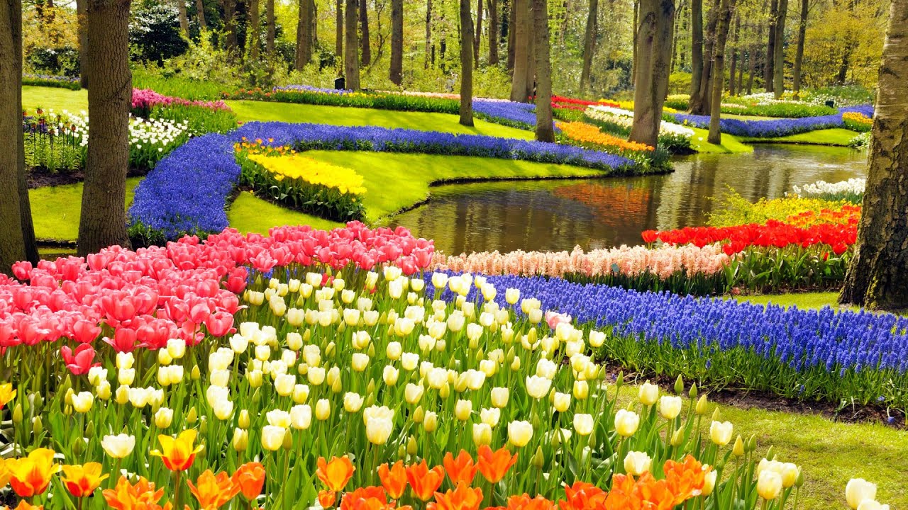 Jardin Keukenhof Frais Keukenhof Gardens and Tulip Fields tour From Amsterdam