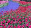 Jardin Keukenhof Frais Keukenhof Hashtag On Twitter