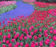 Jardin Keukenhof Frais Keukenhof Hashtag On Twitter