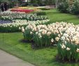 Jardin Keukenhof Frais Lindo Jardin Em Keukenhof Na Holanda